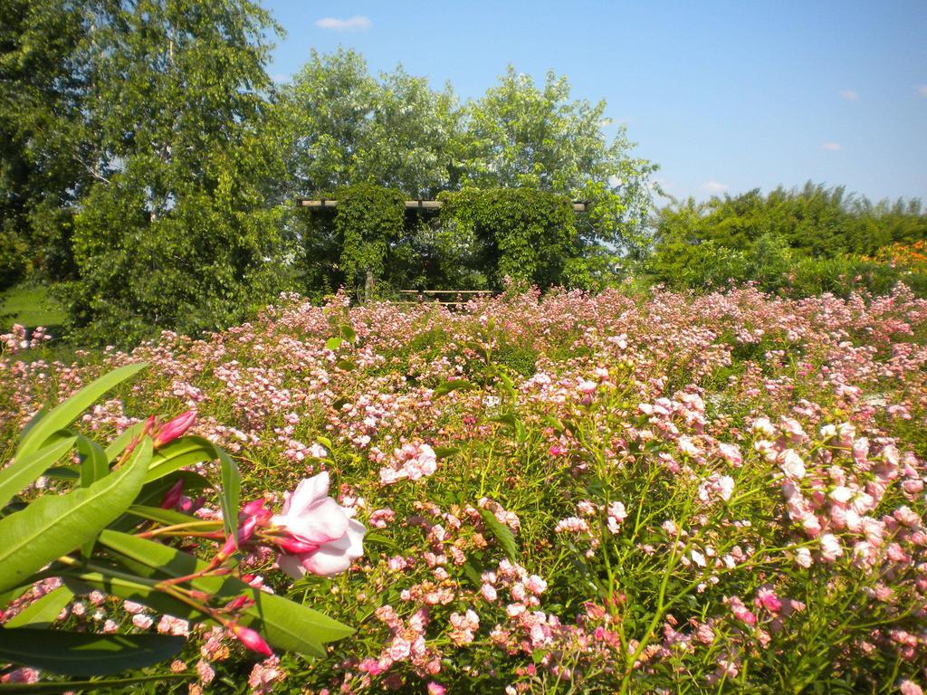 Agriturismo Il Magicorto Cassola Luaran gambar